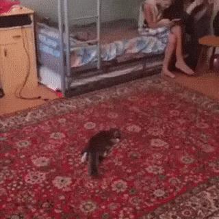 Cat catches ball