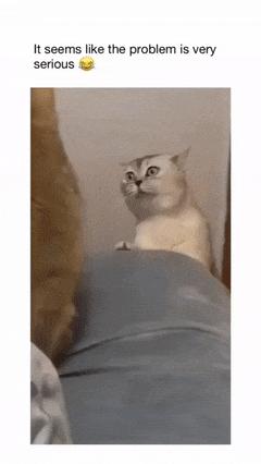 Cat and strange face