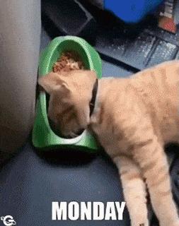 Cat and days of week