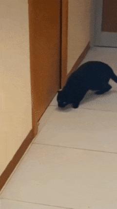 Cat and mouse underfoot