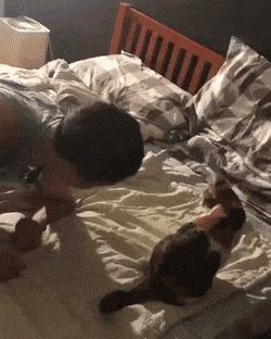 Cat and guy in bed