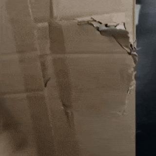 Cat and cardboard door