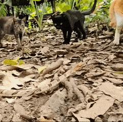 Cat vs snake