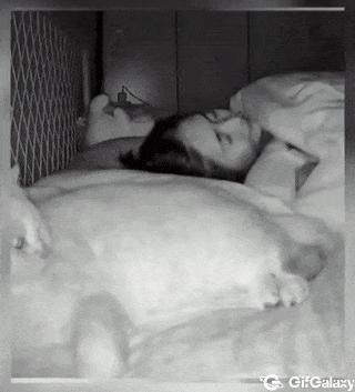 Cat as a pillow