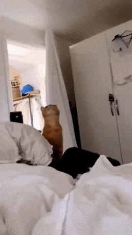 Cat sleeps in chandelier