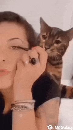 Cat does not like makeup