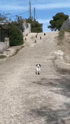 Cats gangsters