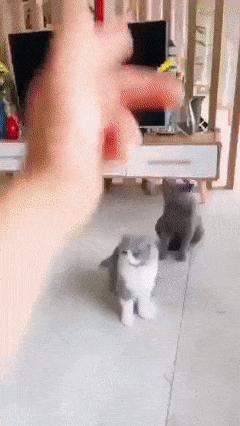 Cats pretend to be shot