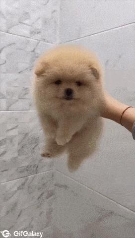 Cats and dogs after bathing