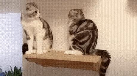 Cats on shelf