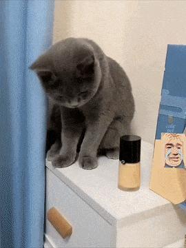 Cats destroy inventory