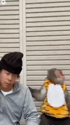 Monkey and man with strange hair