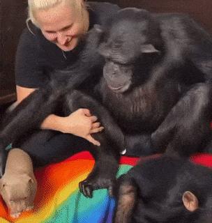Monkey and puppy