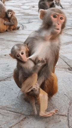 Monkey sucks its mother milk