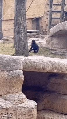 Monkey hits its head on tree