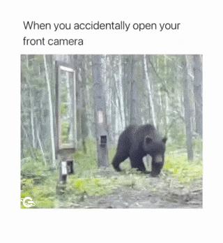 Bear and mirror in forest