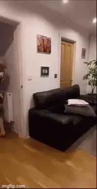 Husband wife and dog