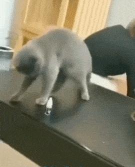 Naughty cat and landlady