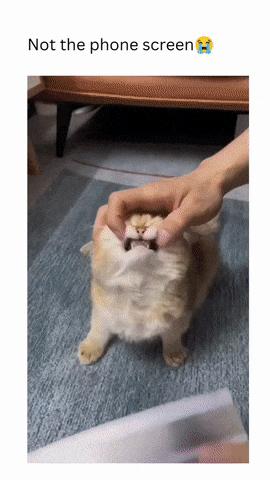 Suspect cat prisoner