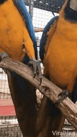 Parrot and hand