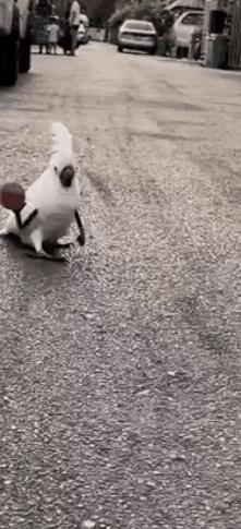Basketball parrot