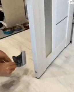 Paper cat and cat reaction