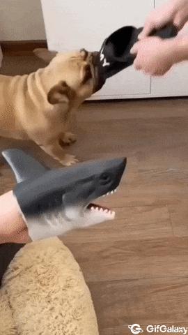 Dog bites slipper and doll