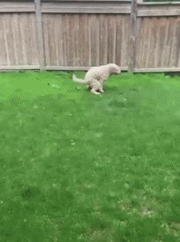 Dog goes to toilet in strong wind