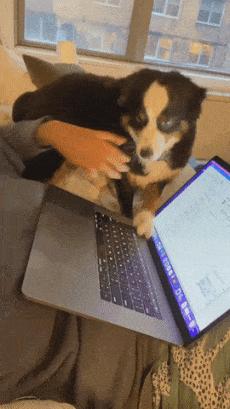 Dog and laptop