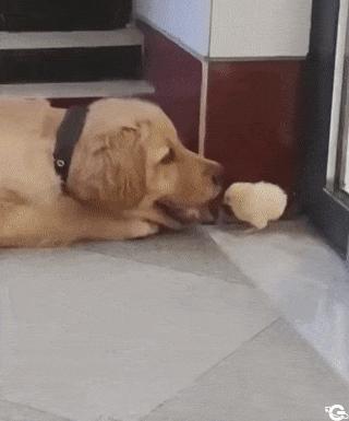 Dog and chicken in mouth