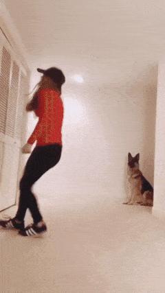 Dog and resuscitation