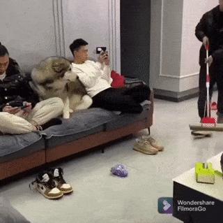 Dog and floor cleaning