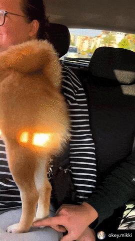 Dog stretches its hind leg