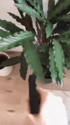 Dog and watering flowers