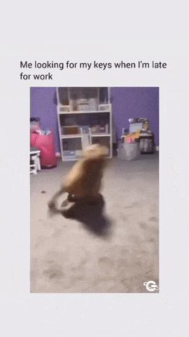 Dog that forgot keys