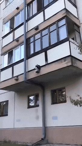Dog on balcony
