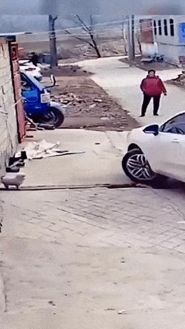 Dog on board and car