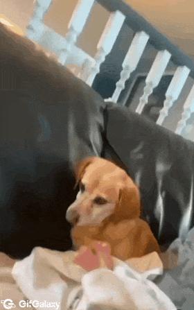 Dog sniffs baby diapers