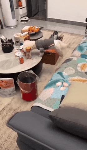 Poodle jumps on table