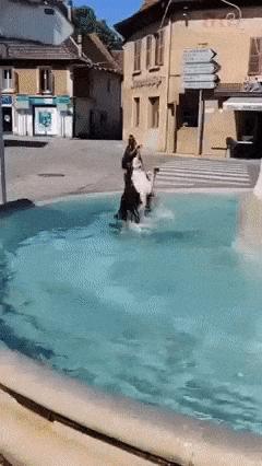Dog and fountain