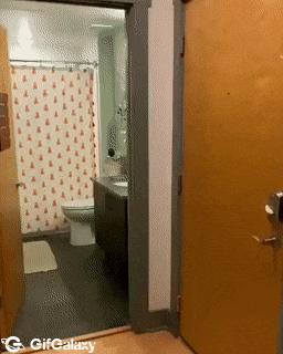 Dog for Valentines Day