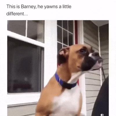 Dog yawns good morning