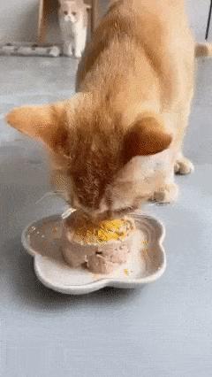 Duck and cat eat food