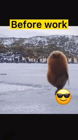 Penguin before and after work