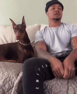 Frightening Doberman dog