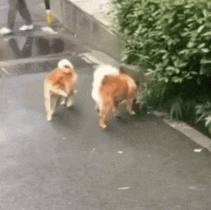 Dogs and leaving their scent