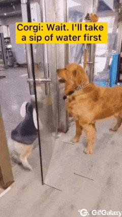 Dogs bark through glass and doors