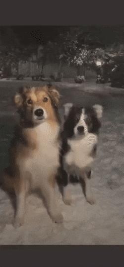 Photographing dogs