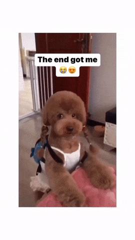 Poodle walks like a man