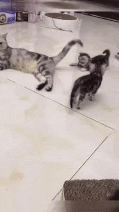 Cat tail and innocent cat